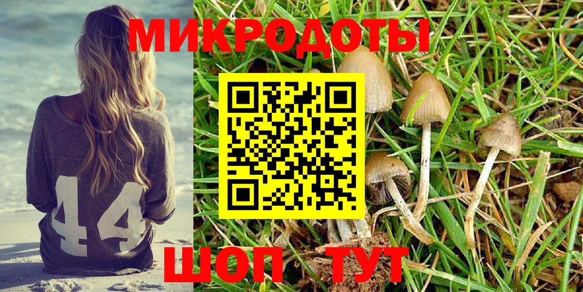 Галлюциногенные грибы Psilocybine cubensis Северобайкальск
